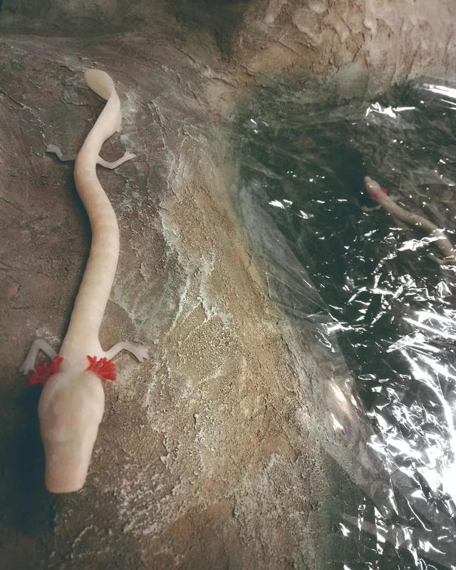 观赏鱼可爱又好看的是什么鱼，原来金波子才是最受欢迎观的赏鱼