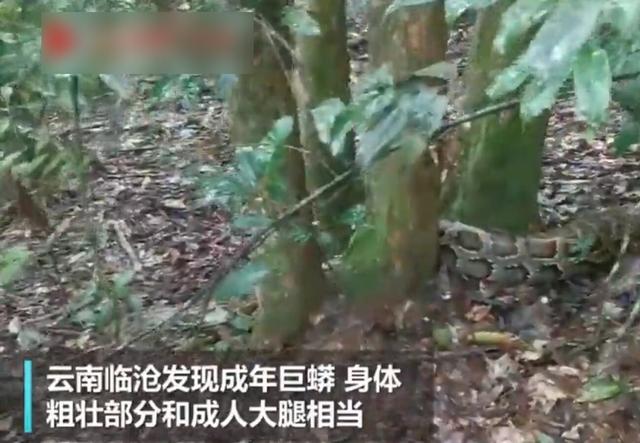 蛇肥胖