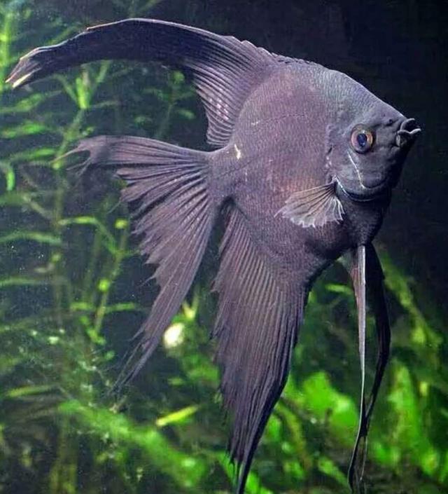 神仙鱼的习性和饲养，神仙鱼，你们认识吗