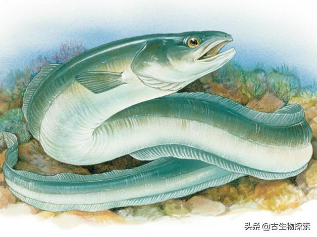 神秘的尼斯湖水怪来自哪里，流传千年的尼斯湖水怪可能只是条大鳗鱼