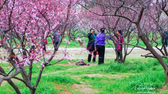 蜡梅与腊梅的区别，蜡梅是梅花吗究竟是（腊梅花与蜡梅有什么区别）