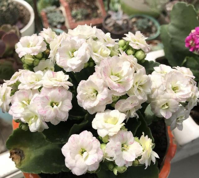 最适合家庭净化空气的花，17种公认的养人花