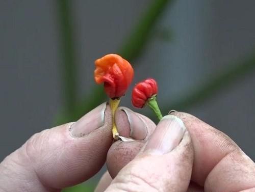 世界辣椒辣度排名，世界上最辣的辣椒十大排名（世界十大最辣辣椒）