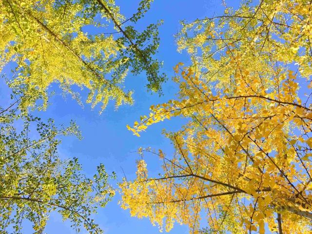 郑州周边免费景点，郑州最近免费旅游景点大全（不出郑州的8个赏花遛娃地）