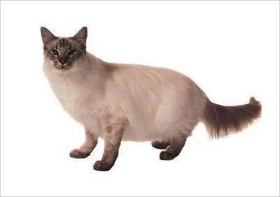 世界名猫品种，世界名猫品种大全