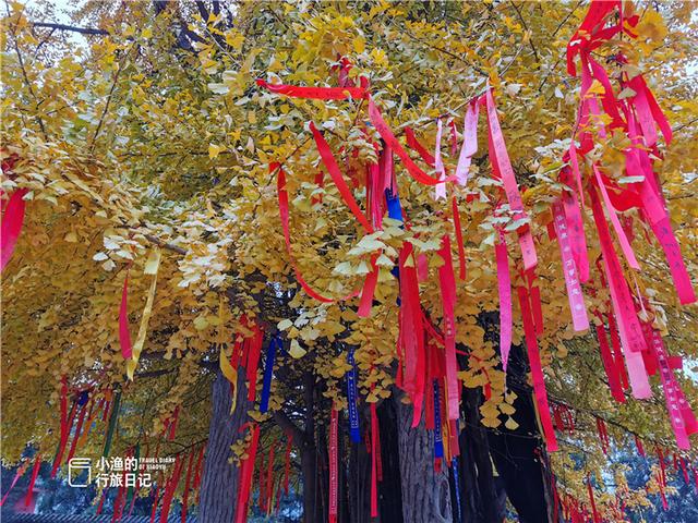 西安最古老的银杏树，太神奇了2600年前老子在西安种了株银杏