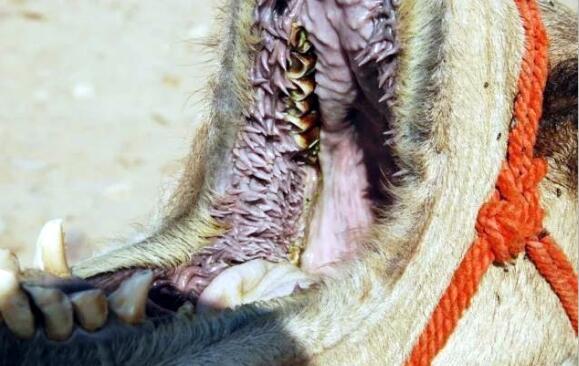 骆驼口腔构造图，仙人掌那么多刺为什么骆驼能吃