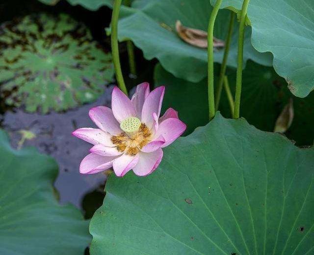 芙蓉花几月份开花，但你知道人们为啥喊它“照水芙蓉”吗