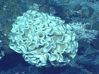 全世界最神秘的海沟，人类捕获海底最深鱼类
