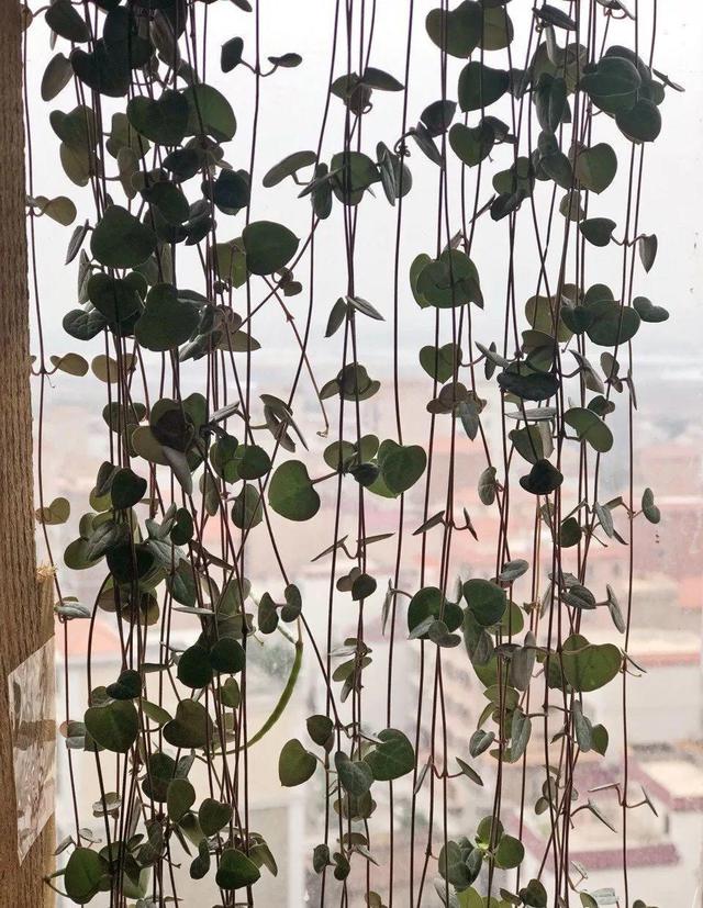 庭院中种什么爬藤花，院子里如果想搭设花廊架