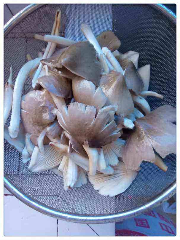 常见的十种食用菌，分享几种可以食用的菌