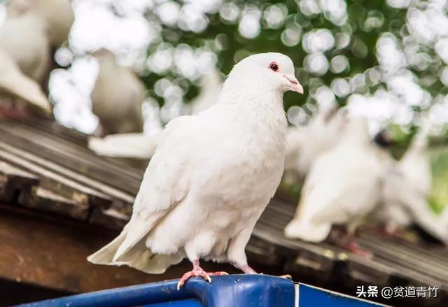 兔子有灵性的表现，这六种动物具有灵性千万要注意了