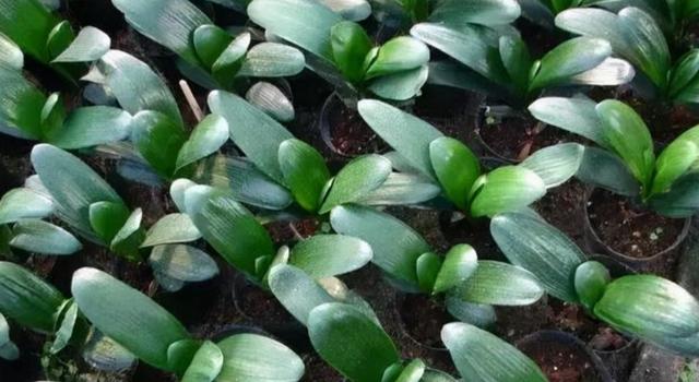 君子兰种子怎么种，君子兰的种子怎样育苗