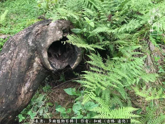 买肉，买肉的正确方法和注意事项