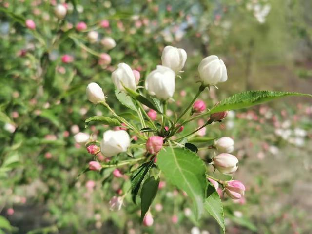 清明适合赏花的地方，纷纷春雨过后是最美人间四月天