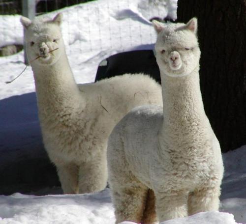 开司米是什么材质，开司米百科（老上海们是怎么过上一个暖和的冬天的）