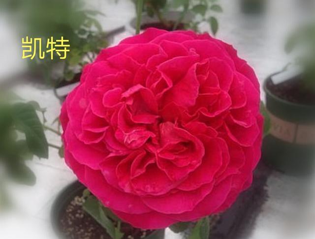 奥斯汀月季哪种最经典，香味浓郁还好养活。香味控别错过