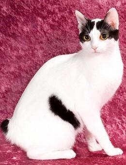 世界名猫品种，世界名猫品种大全