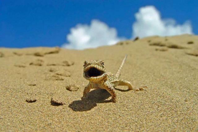 黄喉蜂虎最早什么年代出现的，黄喉蜂虎