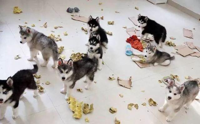 哪些狗狗性格温顺又便宜智商高，公认傻狗排行榜