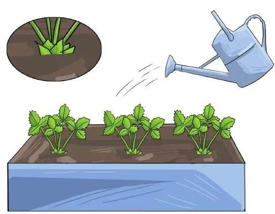 家中草莓怎么叶子会干，草莓喜欢湿润却极易患病