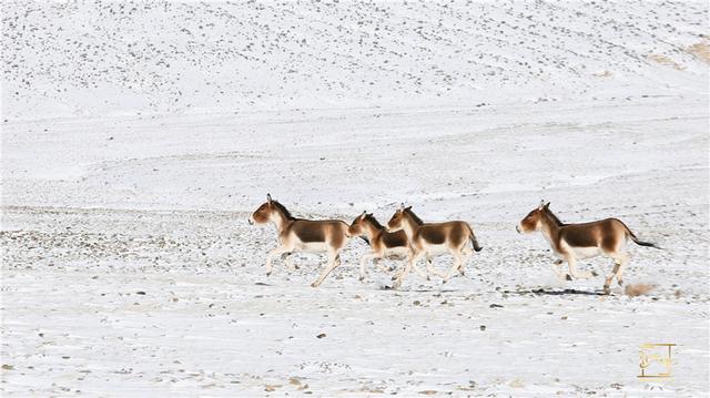 赤马湖冰雪奇幻之旅，浏阳艾瑞克冰雪乐园全新启航