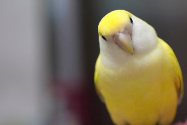 牡丹鹦鹉品种介绍大全，面类牡丹鹦鹉的所有品种