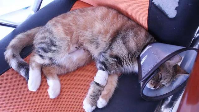 公猫绝育后注意事项，公猫绝育后应该注意哪些（公猫“割蛋”前后对比）