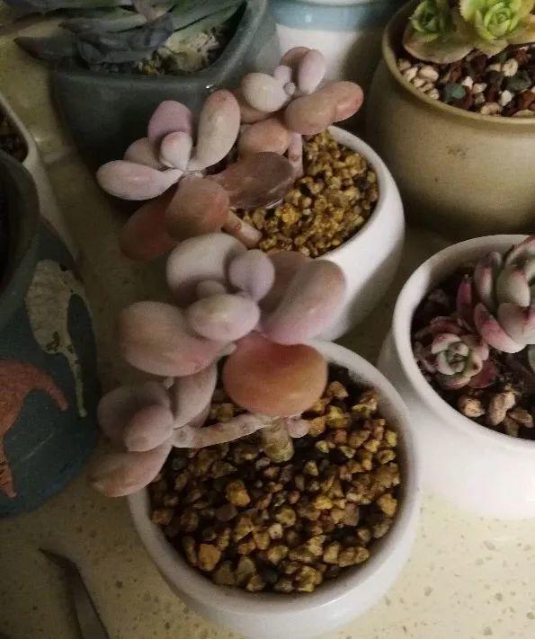 养着省心颜值高又爱长爆盆的多肉，这些多肉大普货