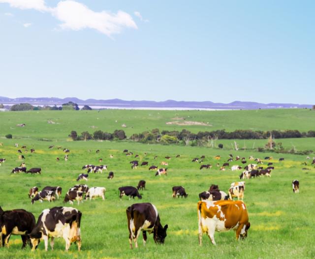 澳洲奶粉选哪种比较好，三款澳洲进口奶粉大比拼