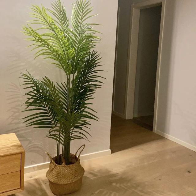 观叶植物的室内摆放，家里盆栽摆放有讲究