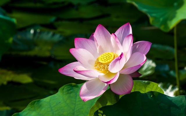 寒山拾得的故事，寒山寺中寒山和拾得的故事（寒山、拾得六则故事让你懂得为人处世）