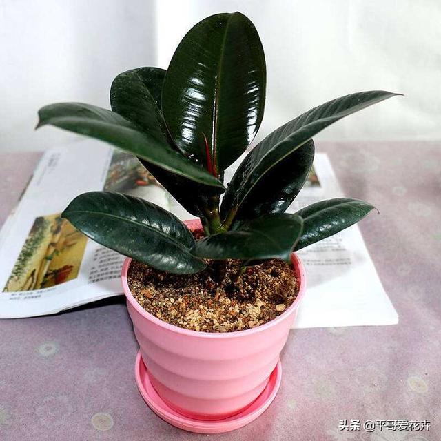 花叶橡皮树怎么养，盆栽橡皮树的种植方法