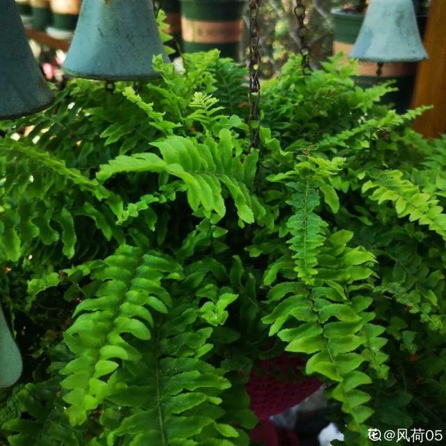 观叶植物的室内摆放，家里盆栽摆放有讲究