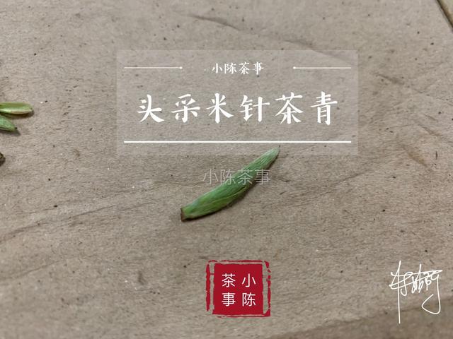 明前茶和雨前茶的区别，什么是明前茶什么是雨前茶（明前茶和雨前茶有什么区别）