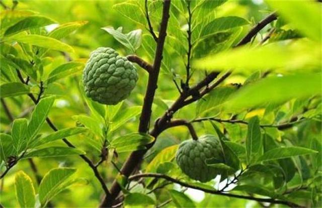 常见的水果种类100种释迦果，除了蓝莓、车厘子你知道几种