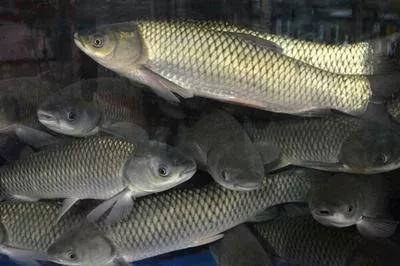 无骨烤鱼是鲶鱼吗，惊艳的无骨烤鱼