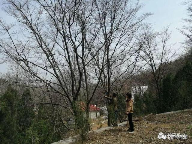 流苏树是什么树，流苏树的形态特征介绍