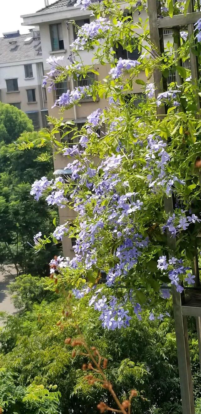 庭院中种什么爬藤花，院子里如果想搭设花廊架