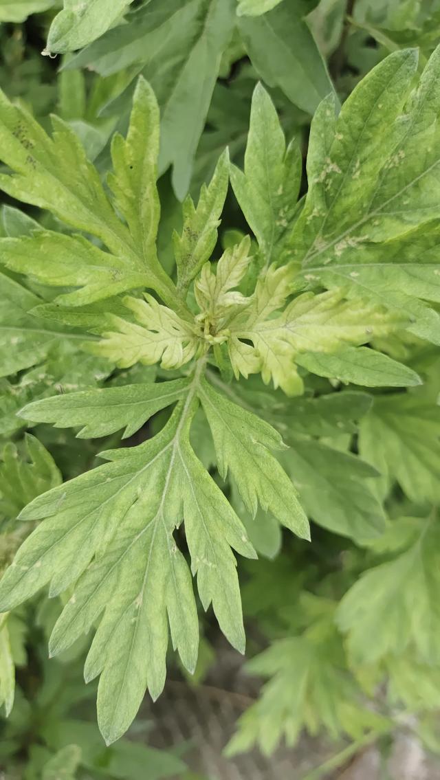 如何在家自己做艾草膏，教你制作无添加艾草薄荷膏