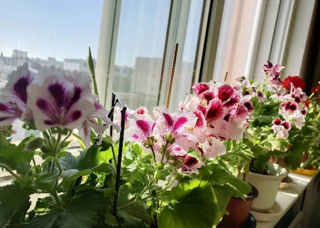 冬天开花的天竺葵如何养护，养好天竺葵做好这