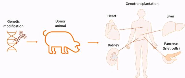 世界首例体细胞克隆猴，中国科学家创建世界首例生物节律紊乱体细胞克隆猴模型