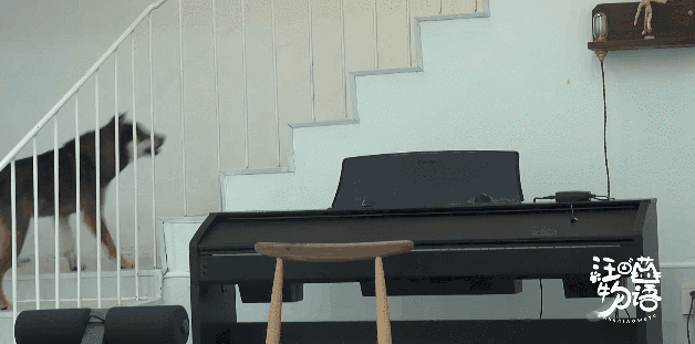 朱正廷养宠物综艺，朱正廷、张雨剑与流浪狗同居的节目