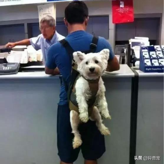 少数民族抬狗节，全世界最宠狗的民族