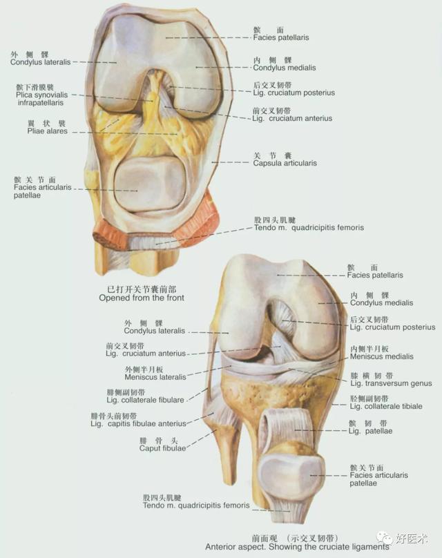 韧带结构图详解，90条韧带的精细解剖