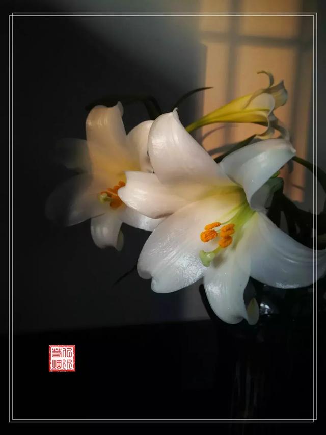 野草闲花逢春生，享受独处眼里有风景茶中无是非（野草闲花逢春生）