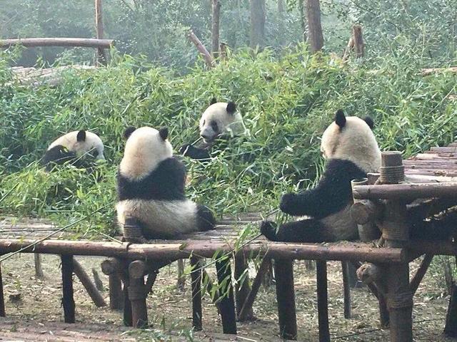 成都旅游十大必去景点，成都旅游攻略必去的10大景点（成都旅游必去十大景点推荐）