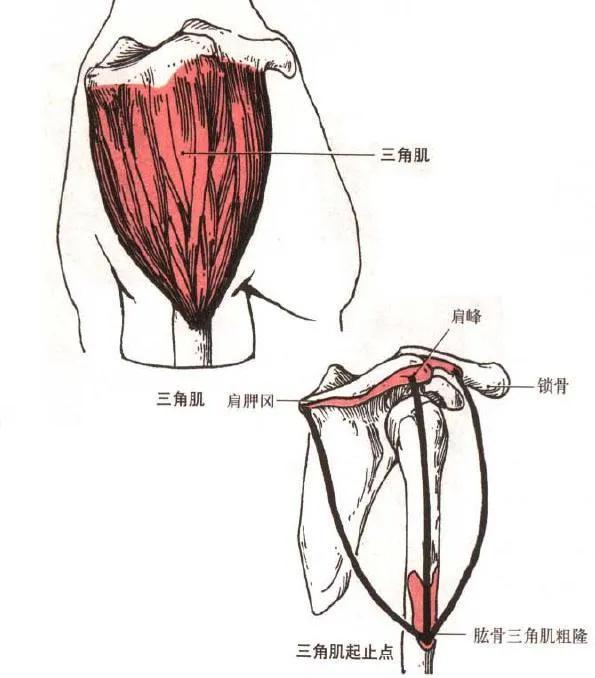 健身需要知道的肌肉，想让肌肉变得更大、更饱满