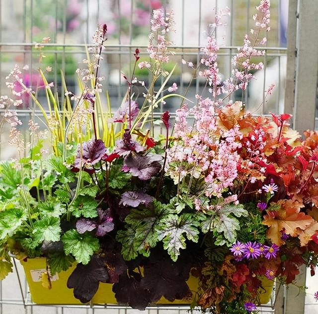 矾根，矾根绿植养护