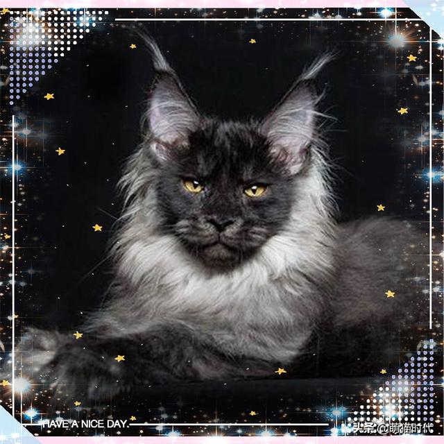 烟色是什么颜色，成年缅因猫的五种稀有颜色